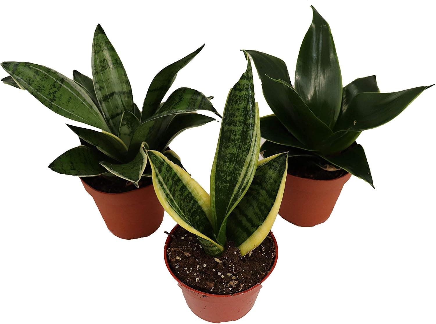 A Large Snake Plant