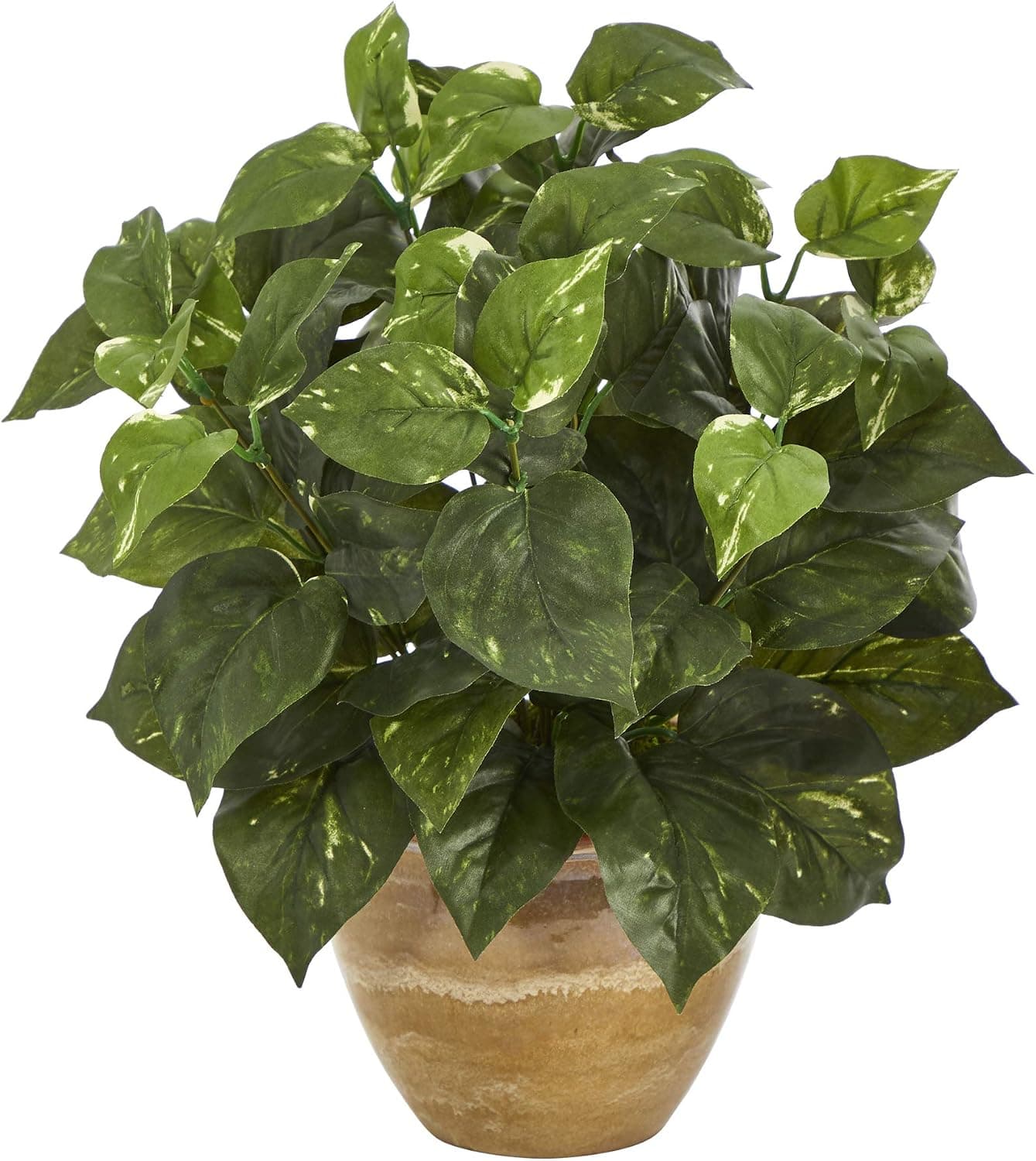 Potted Pothos in a Ceramic Planter